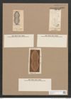 Navicula sp. (de-Toni-Nr.: Genus 1) Zeichnungen Sammlung Grunow Nr. 1338 (NHMW-BOT-W0368270)